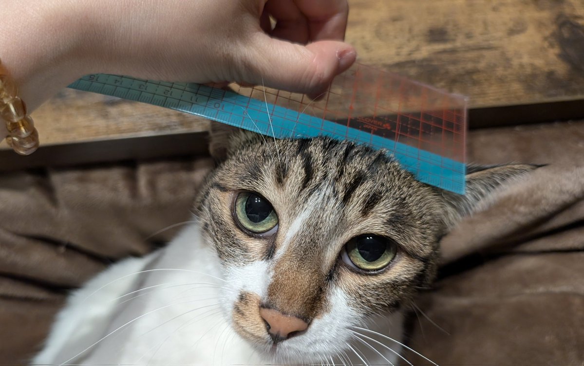 blue_noracat's tweet image. ところで、狭いことの例えに使われる猫の額ですが幅9cm×奥行4cmの36c㎡すなわち0.001089坪であり、港区の平均坪単価に基づいて計算すると、猫の額価格はだいたい14000円です
ご参考になさってください