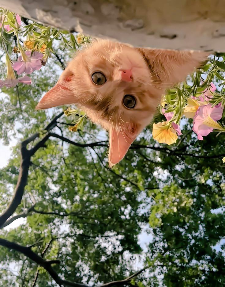 loo_m19's tweet image. cat 🐈