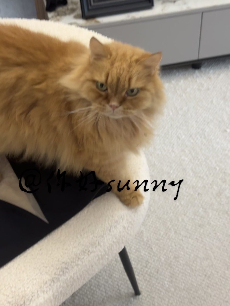 Ada902213's tweet image. 最近间歇性强迫症和洁癖很严重