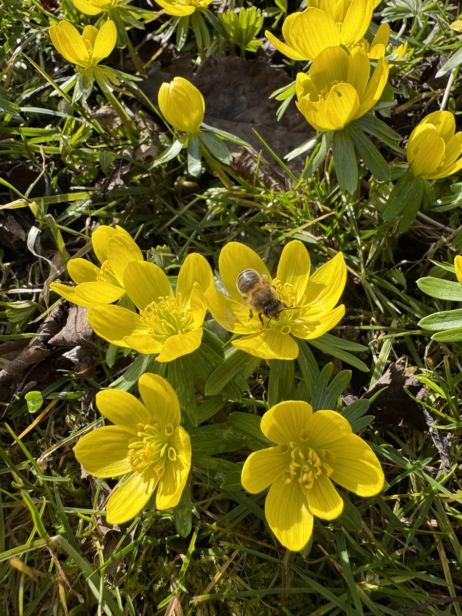 PMD486's tweet photo. 🐝 #Sunbeeday x #Sundayyellow 🌼 https://t.co/7YotWFpaSl