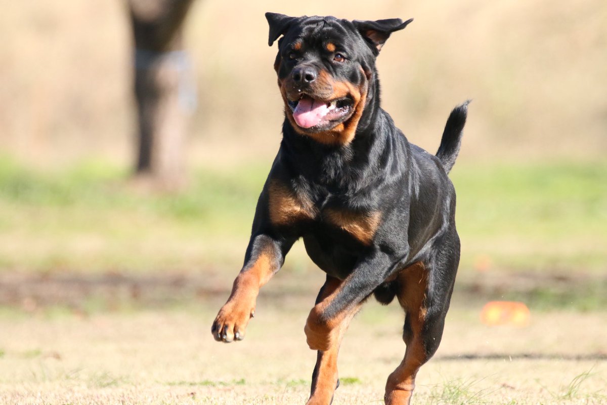 セドリック🐻タイカン (@CEDRIC_mztm) / Posts / X