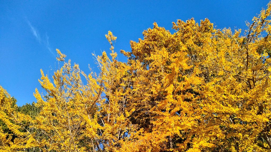 TomatoOsaka's tweet image. 当館最寄り駅から電車で15分 #服部緑地 @HattoriPark 西中央広場にてふれあい祭りが開催。小春日和の園内では紅葉狩りも！
Hattori Green Park is now making you feel the deep autumn!
#ゲストハウス #ホステル #guesthouse #hostel