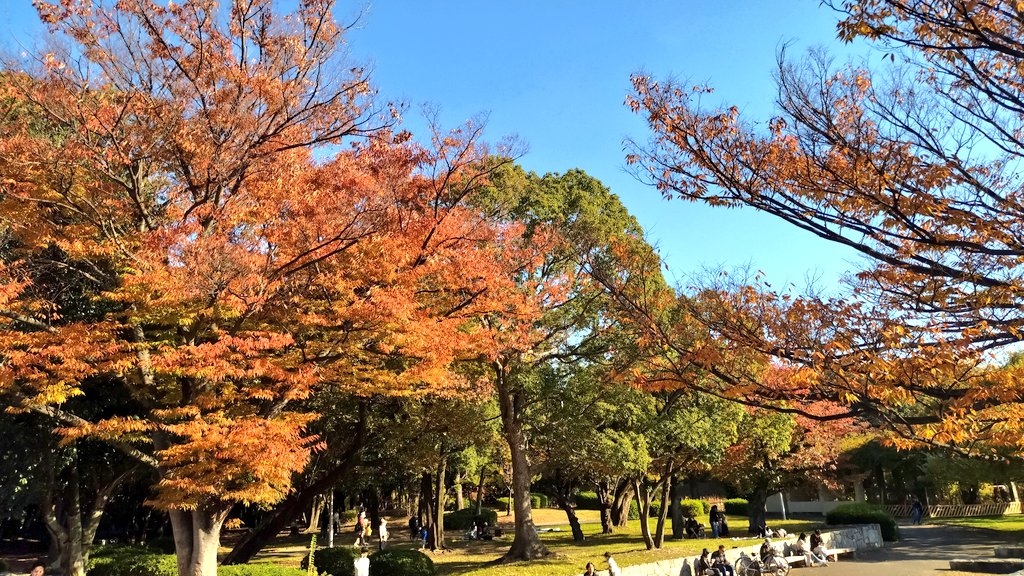 TomatoOsaka's tweet image. 当館最寄り駅から電車で15分 #服部緑地 @HattoriPark 西中央広場にてふれあい祭りが開催。小春日和の園内では紅葉狩りも！
Hattori Green Park is now making you feel the deep autumn!
#ゲストハウス #ホステル #guesthouse #hostel