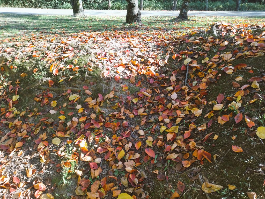 TomatoOsaka's tweet image. 当館最寄り駅から電車で15分 #服部緑地 @HattoriPark 西中央広場にてふれあい祭りが開催。小春日和の園内では紅葉狩りも！
Hattori Green Park is now making you feel the deep autumn!
#ゲストハウス #ホステル #guesthouse #hostel