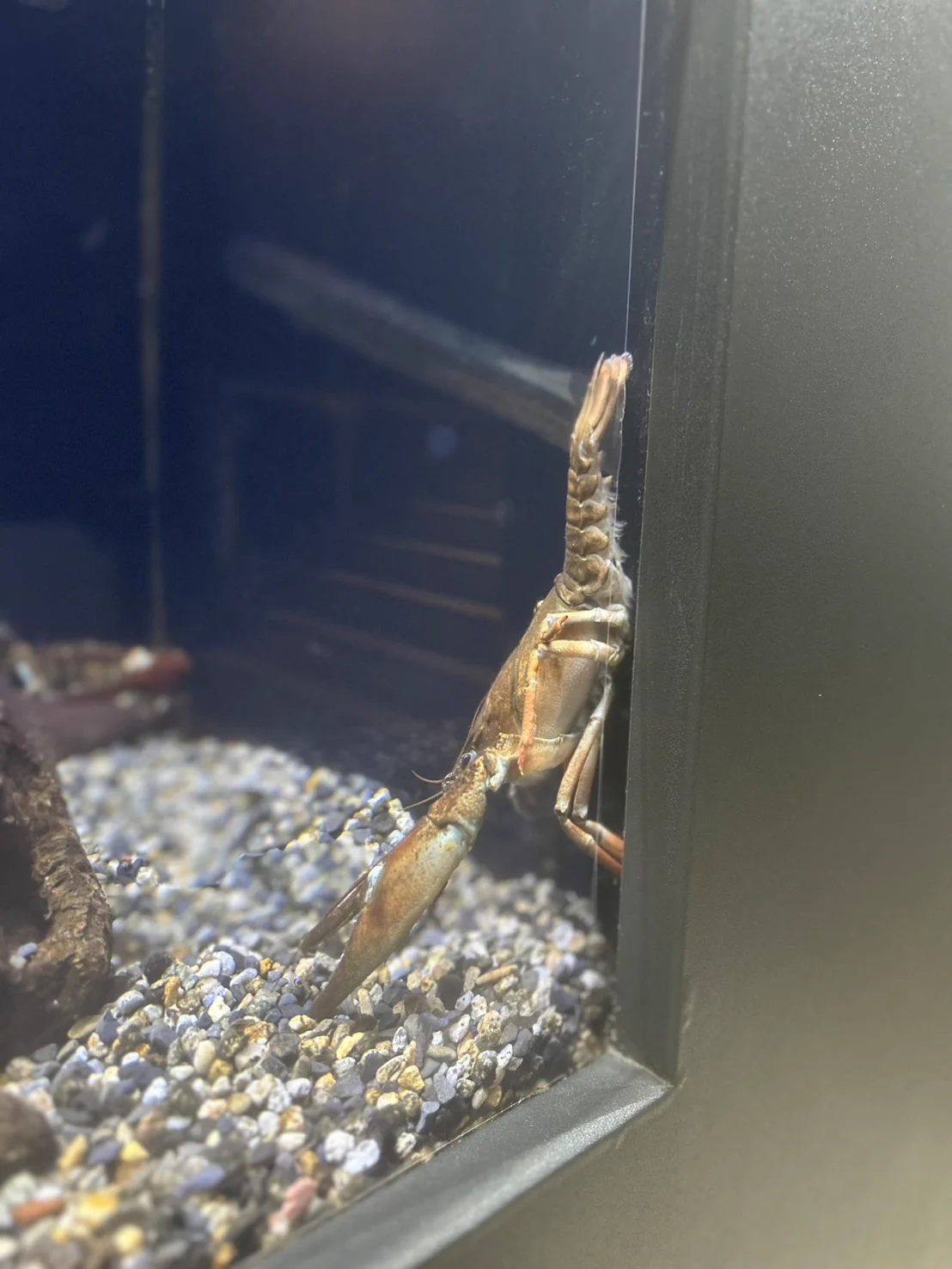 公式】アクアマリンいなわしろカワセミ水族館 on X: 
