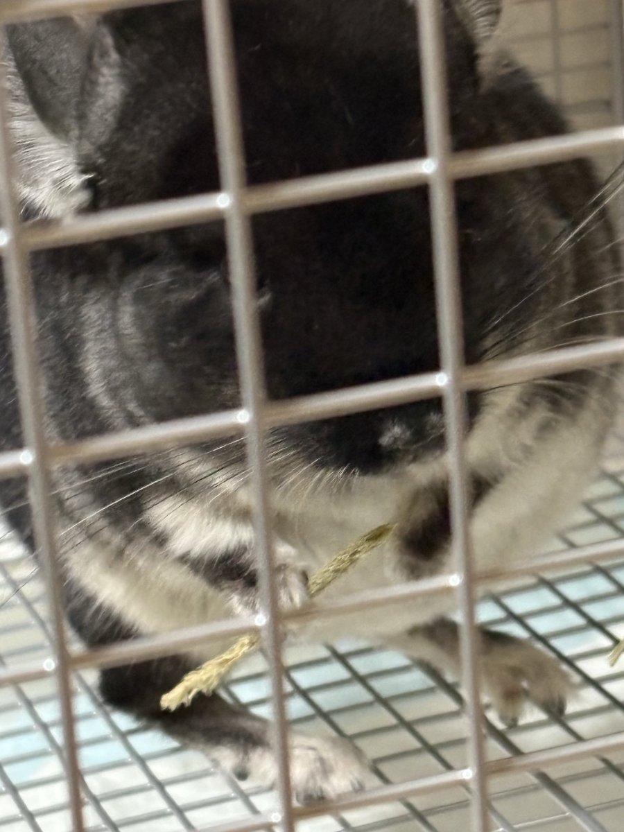 実は家族が増えました！ 念願のチンチラちゃんです お名前、不知火です