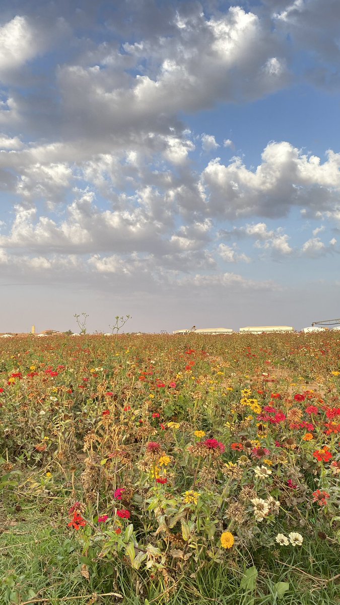 ARYAM_ALRADA's tweet photo. يالضحكة اللي في متاهاتي ضوت 
دونك بقايا ورد أو مدري وريد 

مثل الزهور قْلوبنا مهما ذوت 
يبقى شفيف إحساسها حيّ وجديد https://t.co/Y7DXobn5cr