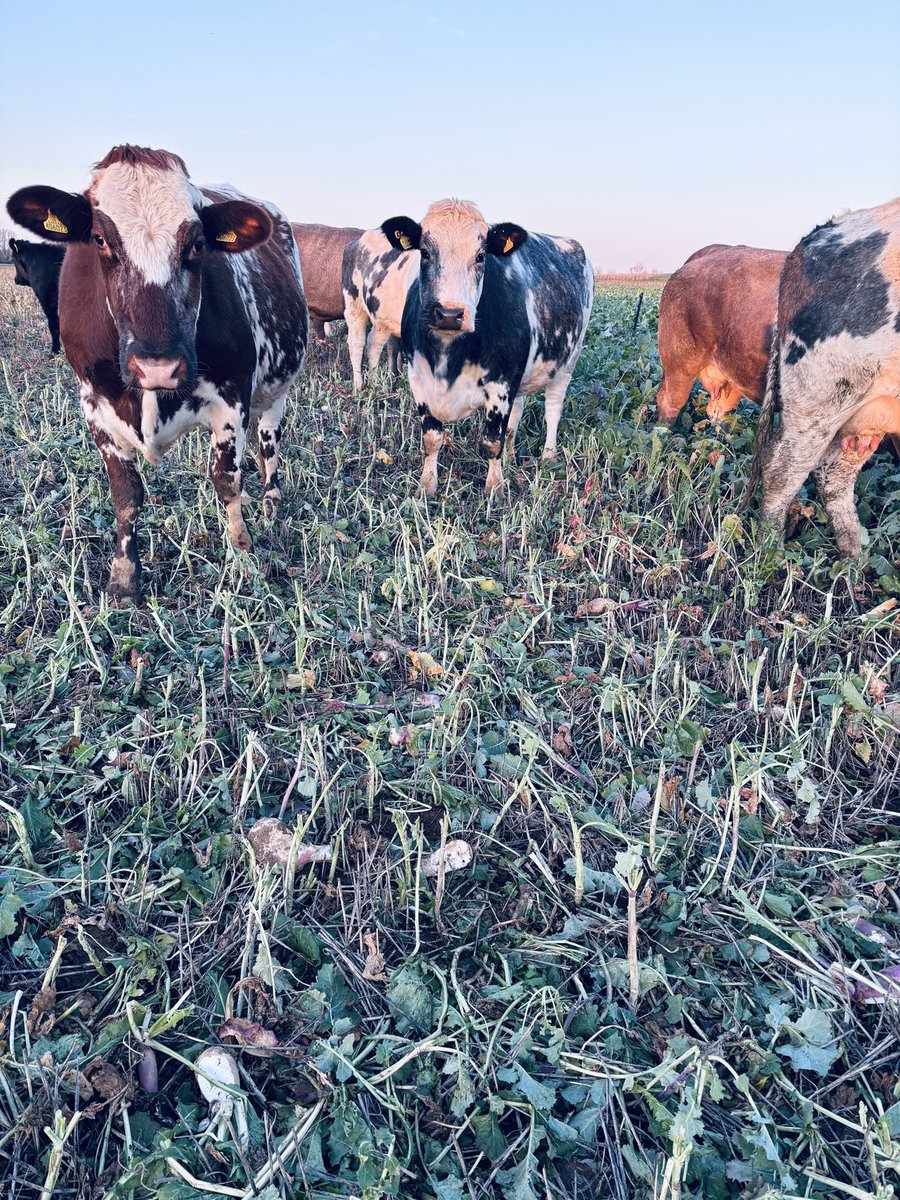 sussexfarming's tweet image. If your a cow can’t be a much better thing than fresh turnips everyday in winter. #farming #fodder #cows