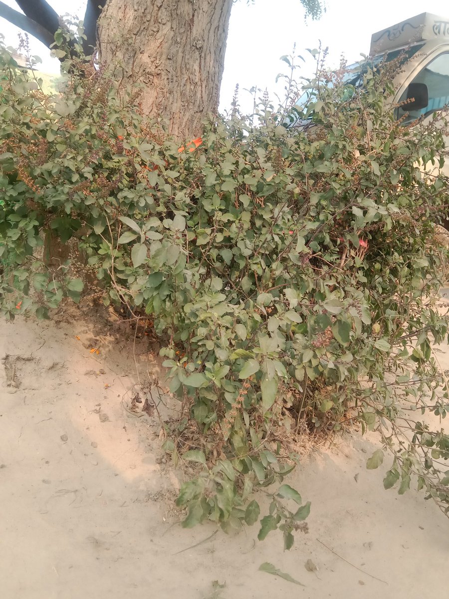 "सड़क किनारे मिली ये तुलसी की प्यारी-सी हरियाली… 🌿
कभी–कभी सादगी ही सबसे ज़्यादा सुकून देती है।"

Hashtags:
#तुलसी #प्रकृति #हरियाली #देसीवाइब्स #NatureLove #VillageLife #Shanti