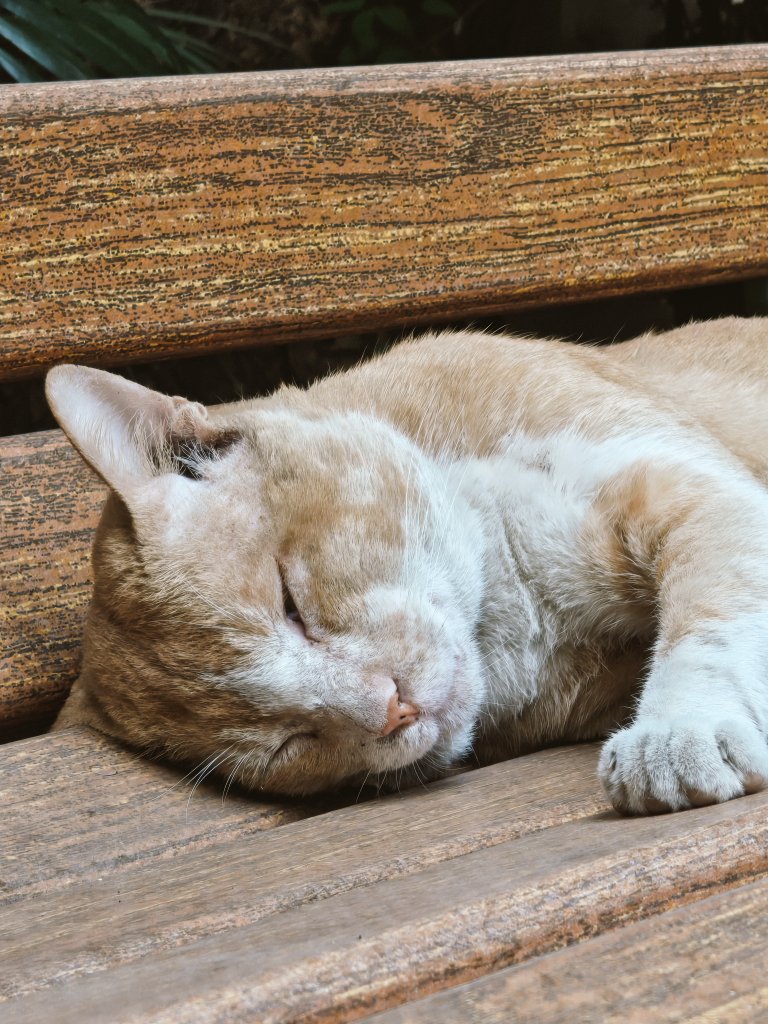 'twas a good day. 😄
Shot #withNothing Phone (3)

<a href="/Technerd_9/">Technerd</a> <a href="/AkisEvangelidis/">Akis Evangelidis</a> <a href="/robgodwin_/">Rob Godwin</a> <a href="/rohitspeakshere/">Rohit Pakalapati</a>