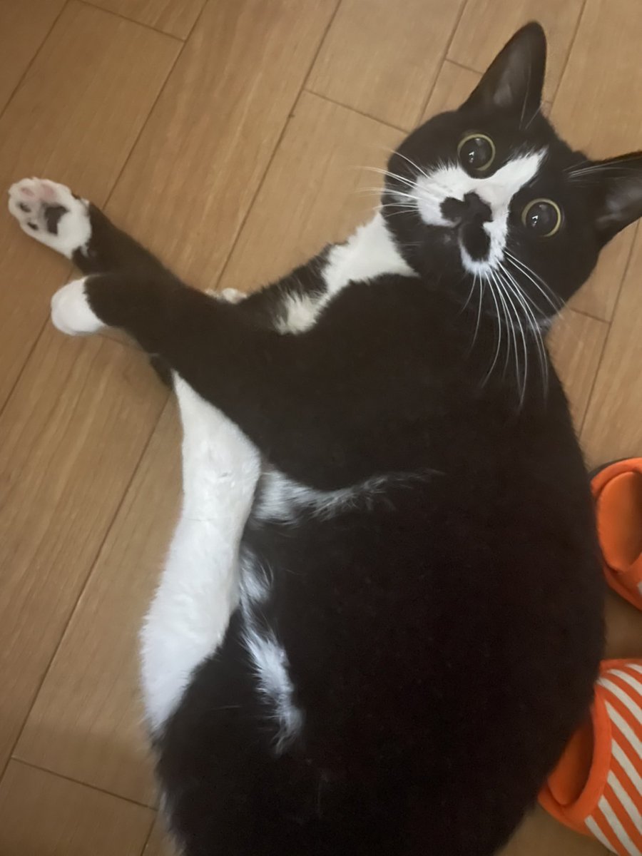 まめ♀(下半身麻痺の猫) (@jigzs8bsVVByZXY) / Posts / X