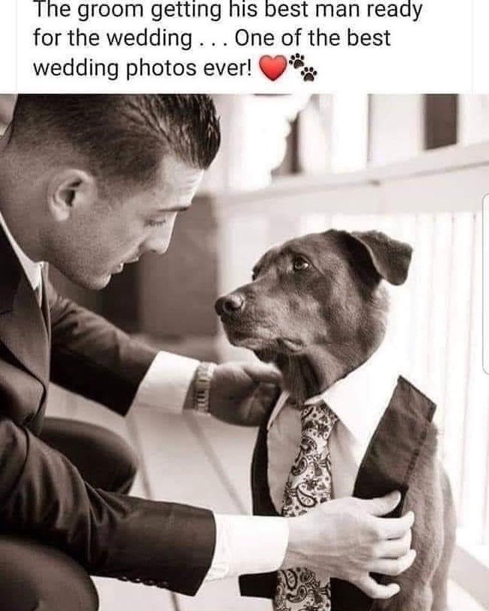 𝕏 Dogs (@_xdogs) on Twitter photo 