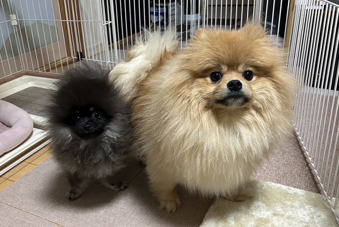 チャロとボンボン（ポメラニアン兄妹） (@chabon_pome) / Posts / X