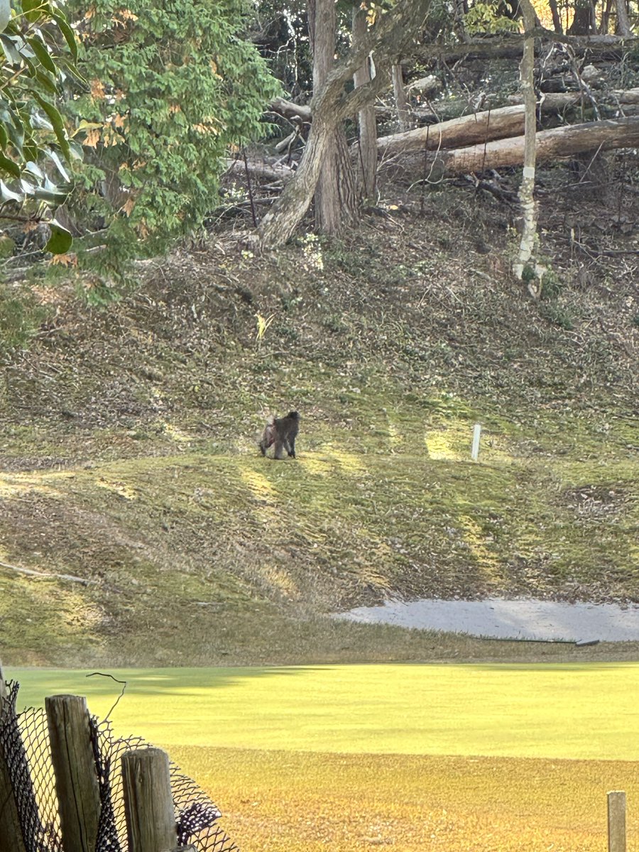 piddling_worker's tweet image. 熊はいなかったけど猿がいた🐒