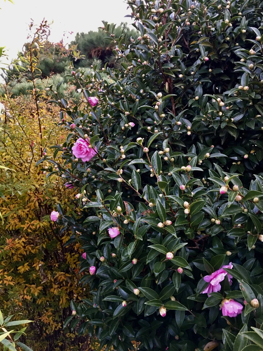 遠藤英次 (@end_age) on Twitter photo 