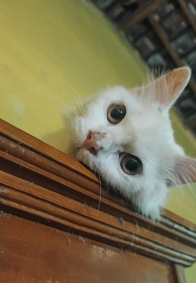Halo qaqa halo qaqa🐱