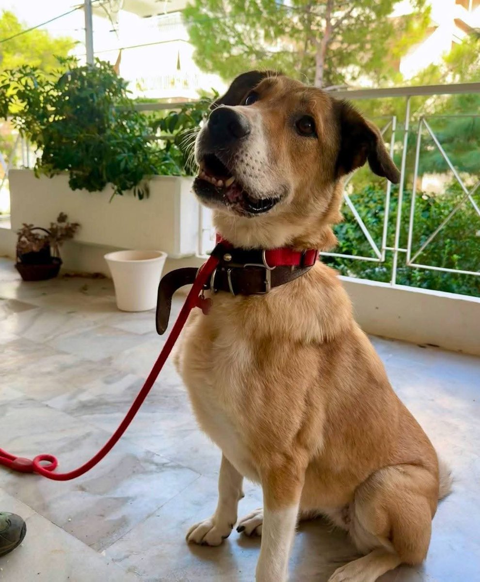 KatKatPt's tweet image. 🆘️🆘️🆘️
Αταλάντη μια ταλαιπωρημενη ψυχή οπου πεθαίνει ο κηδεμόνας της κ ως ανεπιθύμητο κλείνεται σε πανσιόν
Μετα απο 8.5 χρόνια χάνει κ τον άνθρωπο κ το σπίτι της
Ένα τρυφερό,ευγενικό σκυλάκι,με τσιπ,στειρωμενη,26 κιλά
Ένας άνθρωπος για εκείνη;
Rt 🙏 🙏 🙏