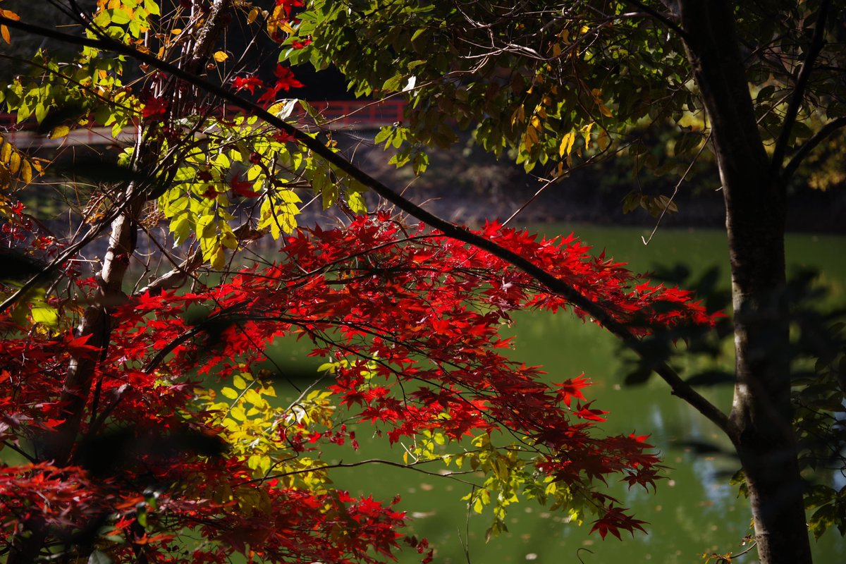 ツイ友さんとD FA 28-105mmレンズの話が出たので早速撮ってきました。姫路市の北方にある安志加茂（あしかも）神社にて。いずれもM mode,「鮮やか」ISO100
WB:太陽光
①F8.0  1/125  
②F3.5  1/80
③F5.6  1/160
#pentaxk1 Ⅱ
#pentax DFA 28-105mm f3.5-5.6