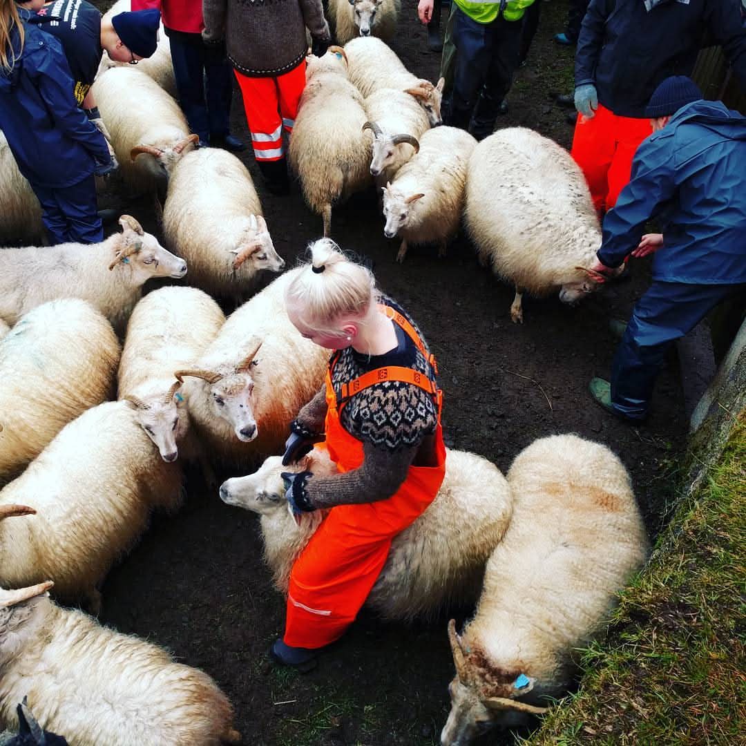 Linda Sandvik tweet media