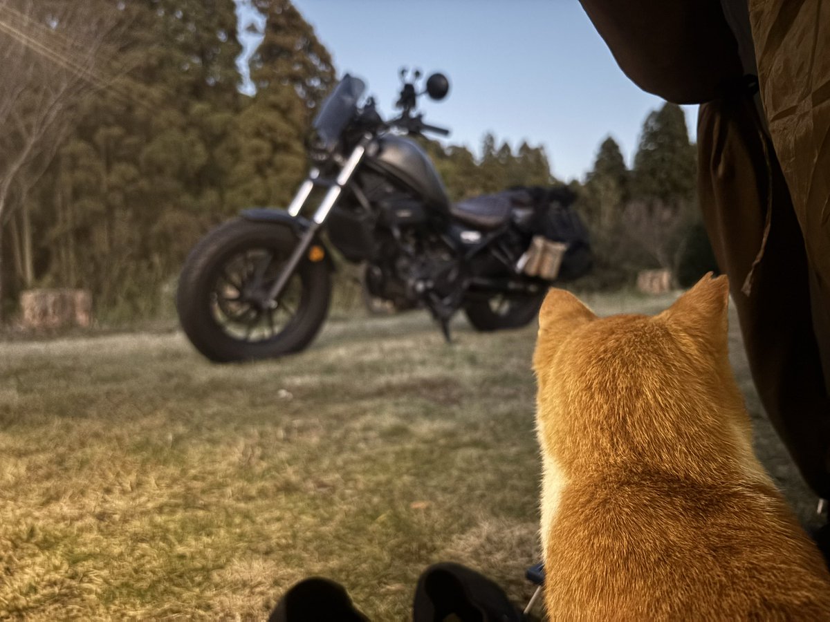 mugi_alc20's tweet image. こんにちは麦です
今日もバイクでキャンプしてます