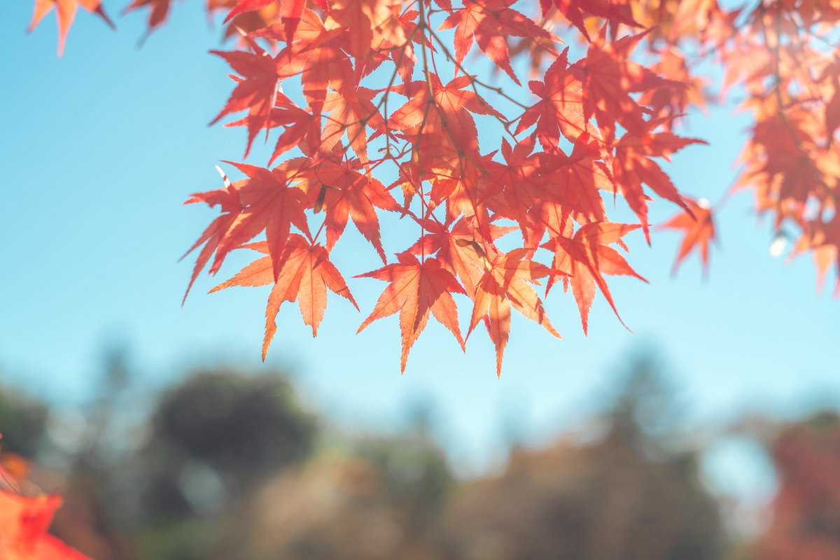 紡季｜tsumugi 書籍発売中 tweet media