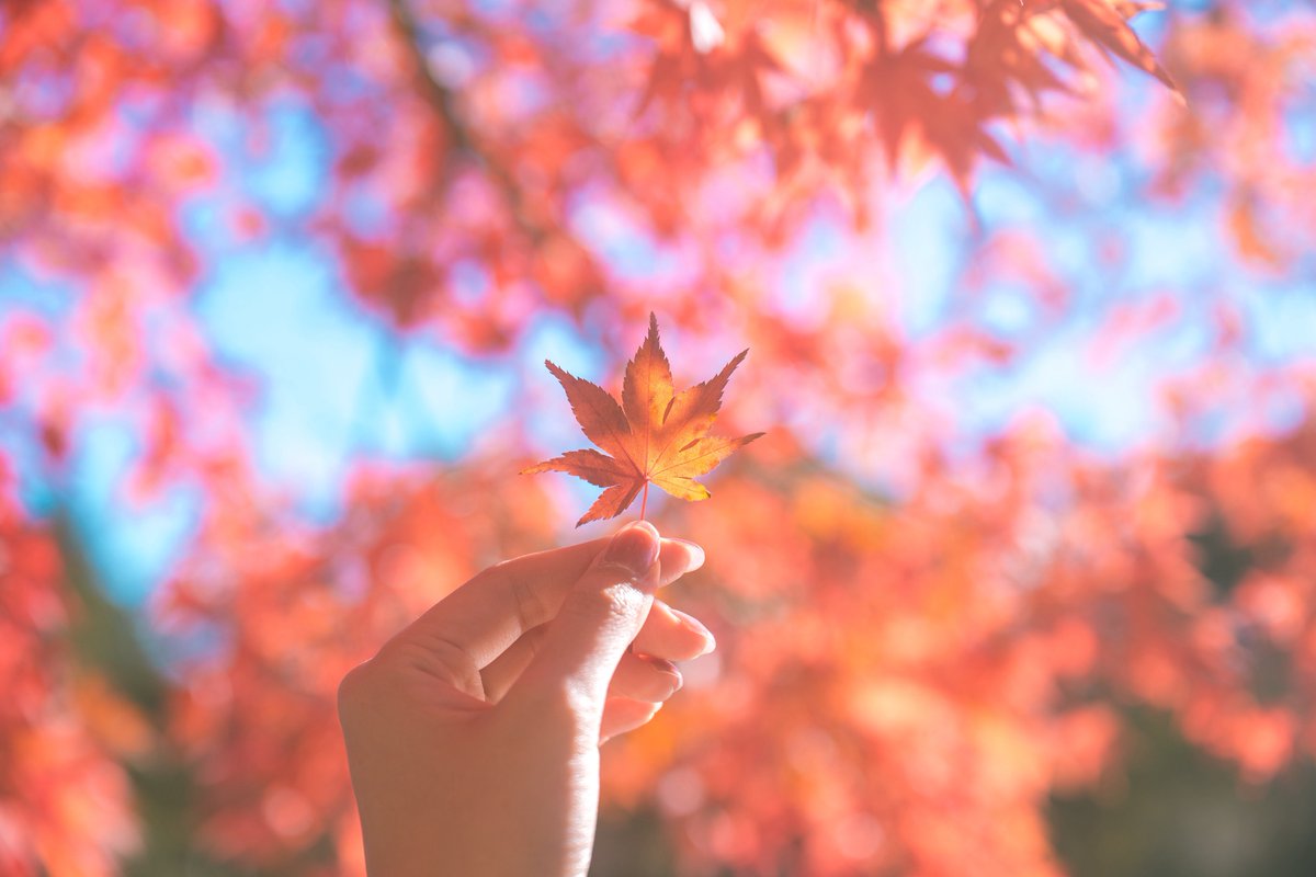 紡季｜tsumugi 書籍発売中 tweet media