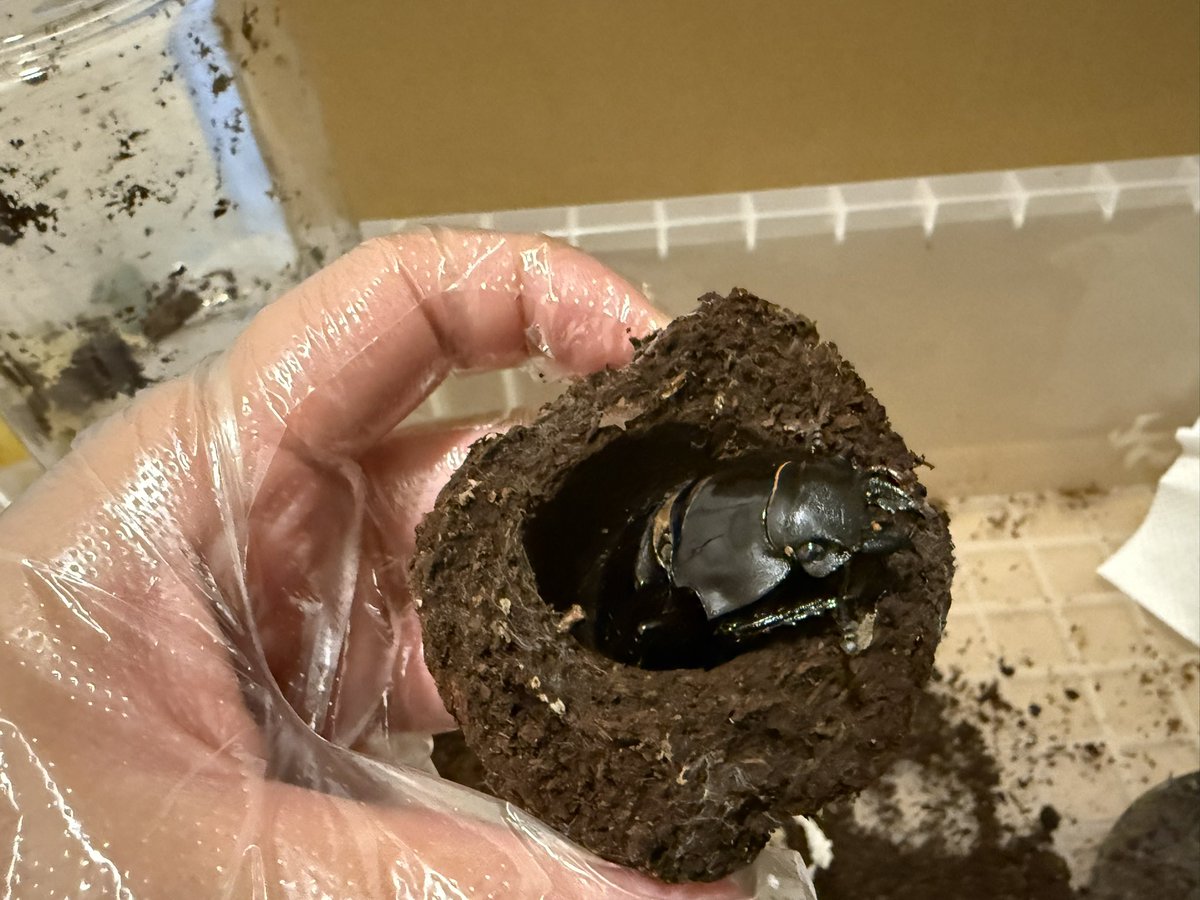 ダールマン♀羽化。デカ
