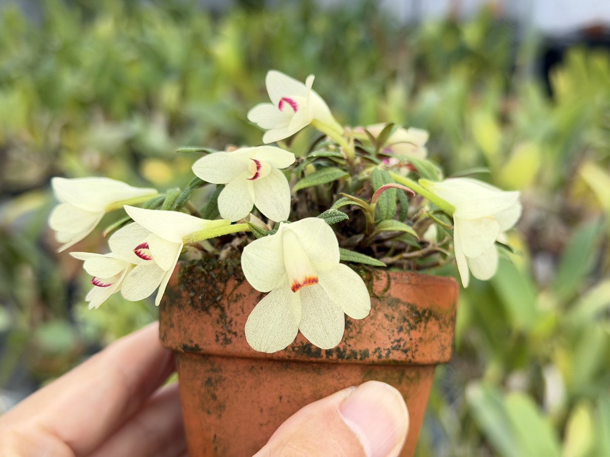 ルージュでおめかし💄

Dendrobium cuthbertsonii