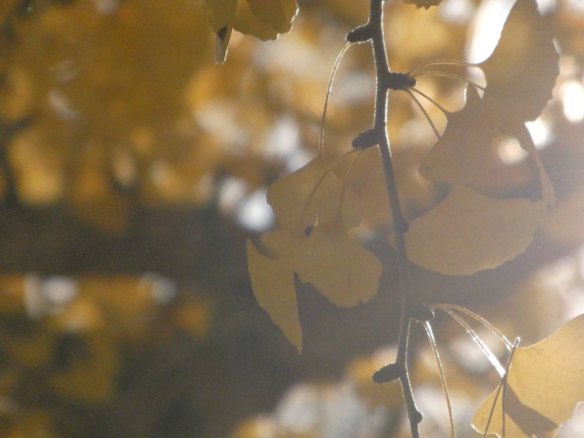 綺麗やった〜！写真下手かもしれへんけど初心者やけん許して笑気に入ってくれた人はフォロー！