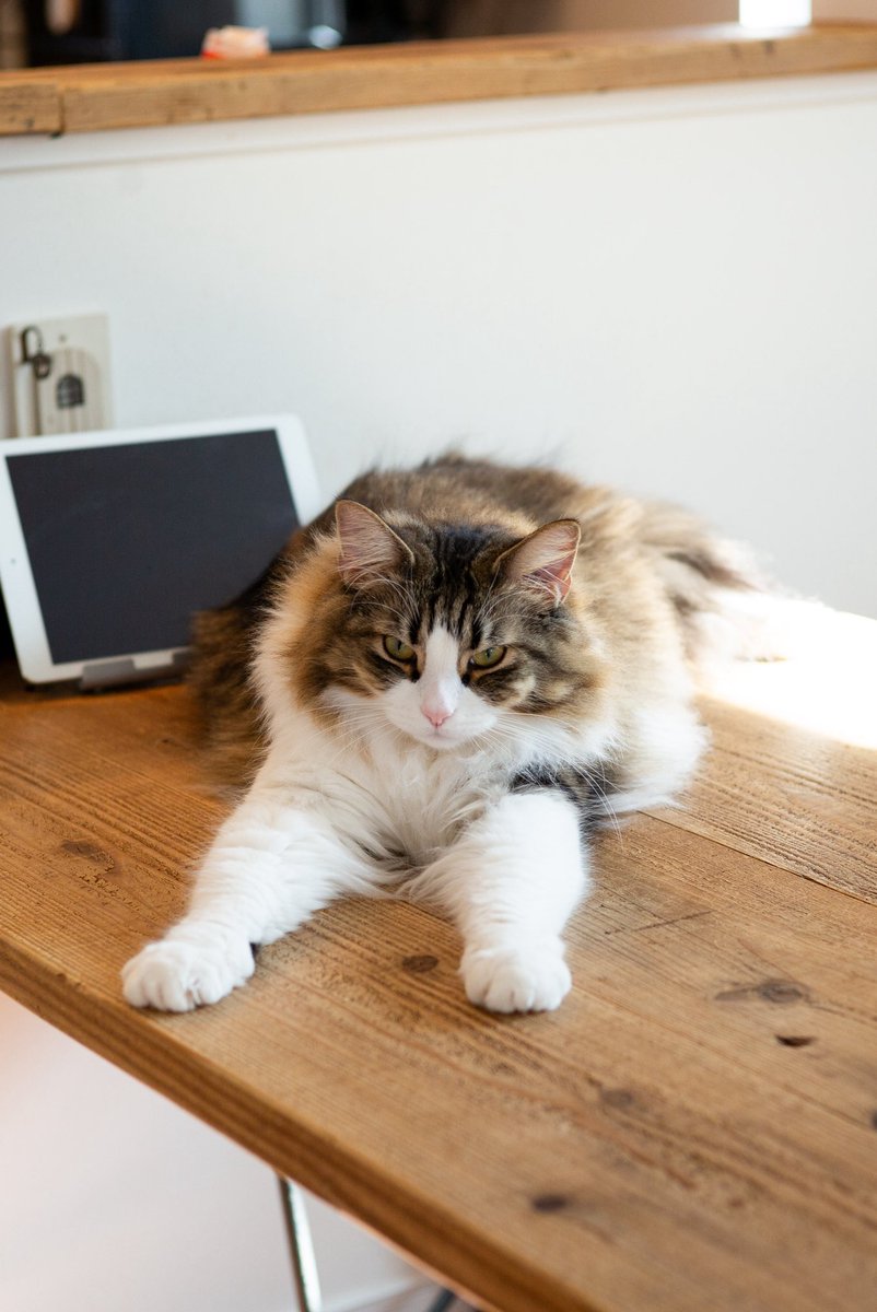 Post by 長山航 on X: 🐈🙌