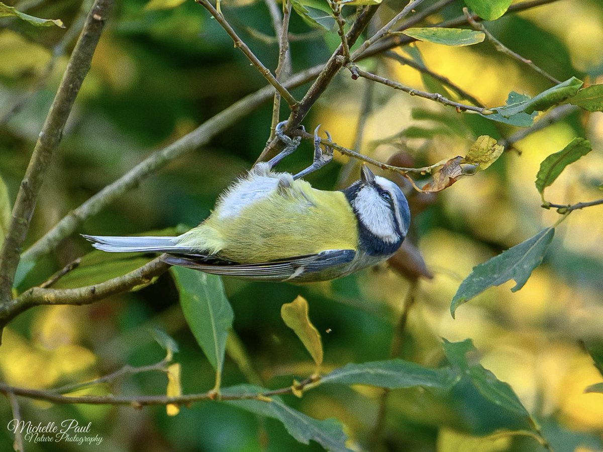 nature_michelle's tweet image. Happy Sunday! A good day to relax and hang out like this Blue Tit! I always like to watch them perform their acrobatics, very agile little birds 💛🩵