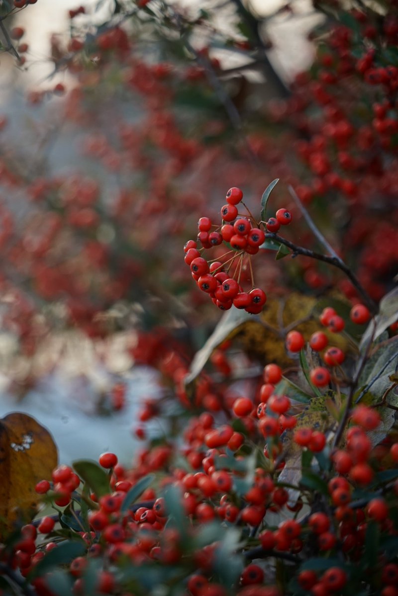 giantrogo's tweet image. 冬だねぇ。