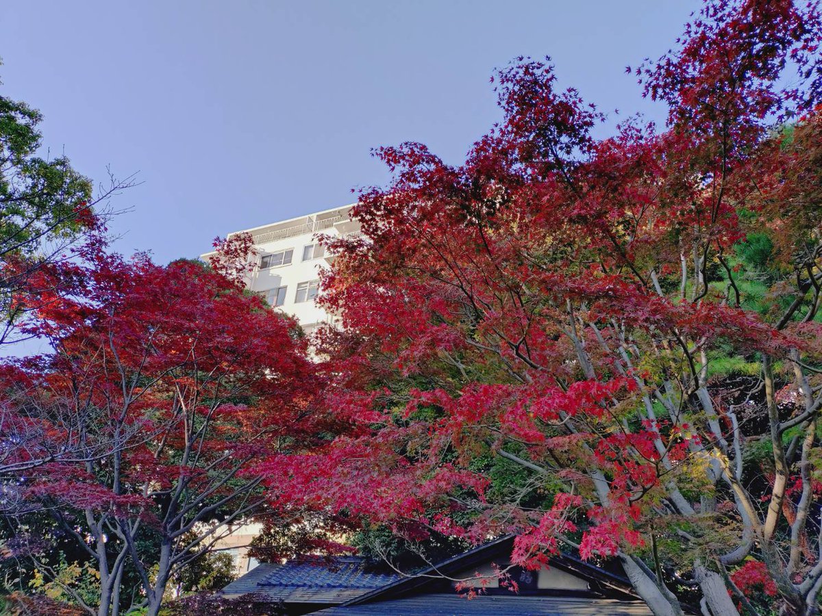 宮本果林 (@karinmiyamoto) / Posts / X