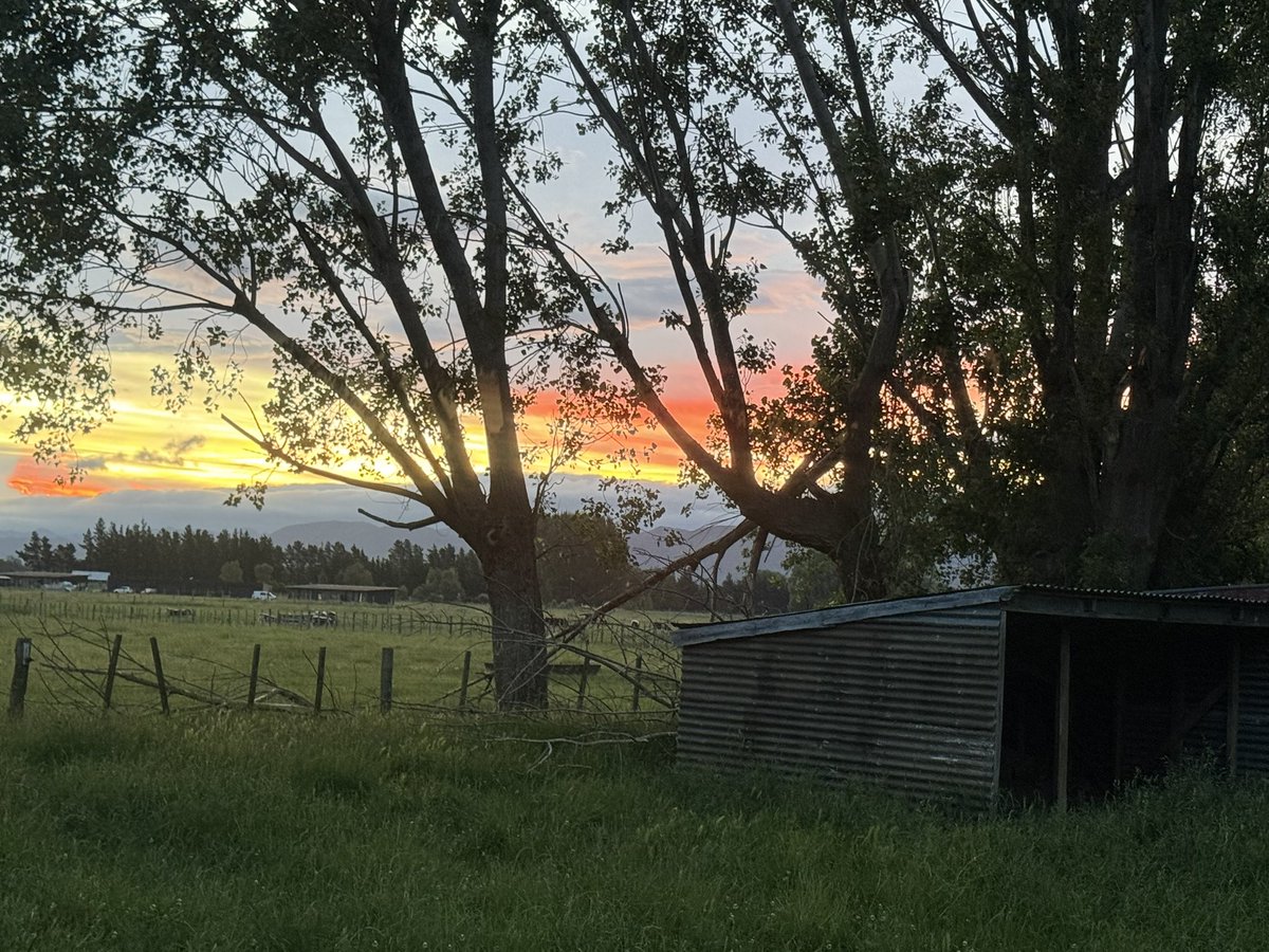 Trevor_FJ's tweet image. In lieu of a post tomorrow as we will be busy rounding up the sheep in the orchard for shearing, here is a post of the sunset tonight. #orchard #cider #sunset