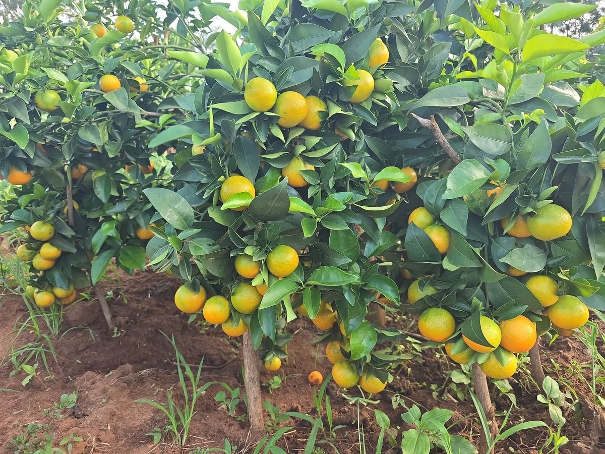 Kisia Nzuki tweet media