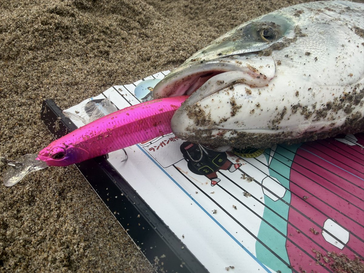 flatfish_surf's tweet photo. 今日はスロースタートで鹿島灘へ🎣

あいにくの雨の中粘ってチビマゴチ🥳

その後手前にいたコノシロが何かに追われている姿を目撃👀

すかさず135MDを投入するとリトリーブが止まるバイト‼️
まさかのワラサでした🤩🤩

お会いした皆様ありがとうございました😊

#鹿島灘サーフ
#サーフジムニーダン https://t.co/ds5Sl8IfVu