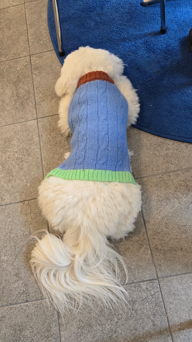 Harakim19's tweet photo. 순하고 뜨끈하고 보들보들한 복슬강아가 손님을 반겨줘요 https://t.co/GLkJXWk4Zs