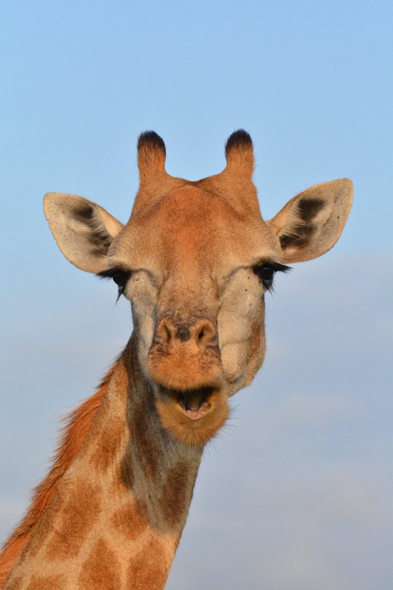 南アフリカのキリンでもいいですか？🇿🇦🦒