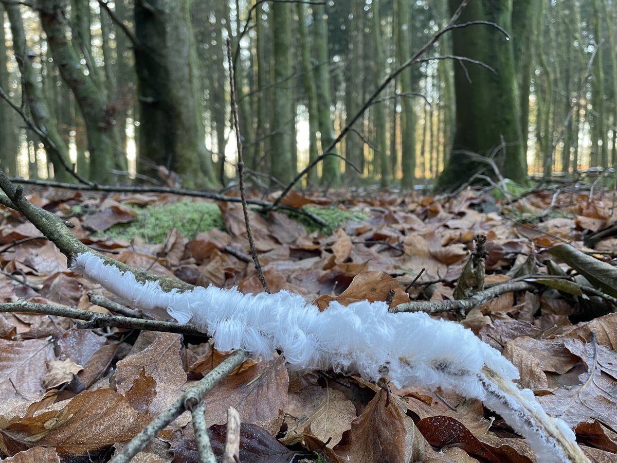 #vrtweer 9:18 Halma (Wellin) IJshaar, de baard van koning winter ⁦<a href="/BuienradarBE/">BuienradarBE</a>⁩ ⁦<a href="/NoodweerBenelux/">NoodweerBenelux</a>⁩ ⁦<a href="/weerenradar_be/">Weer & Radar België</a>⁩ <a href="/weerbord/">Weerbord☀️☔️</a> ⁦<a href="/MijnNatuurpunt/">Natuurpunt</a>⁩