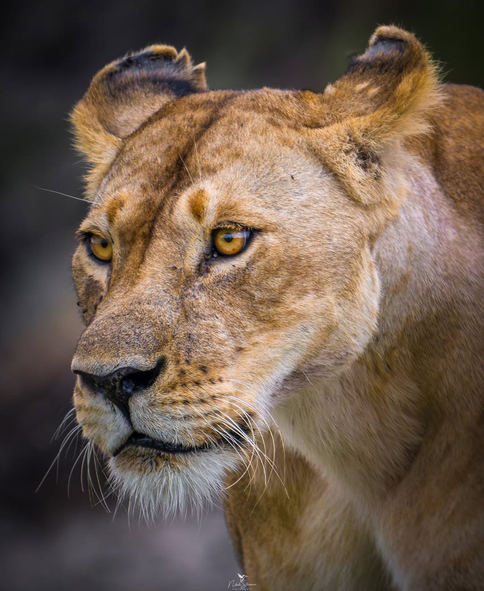 LIONLOVERS5's tweet photo. Heartbroken and devastated 💔 😭😭😭😢😭

Bearface has died 😭😭😭
The post by KWS on Instagram state her injuries were too severe. She died during the night from her injuries 😭

This is devastating for the Rongai pride 💔😭

📸 nikola.wildlife.photographer Instagram https://t.co/2rBtXnUw60