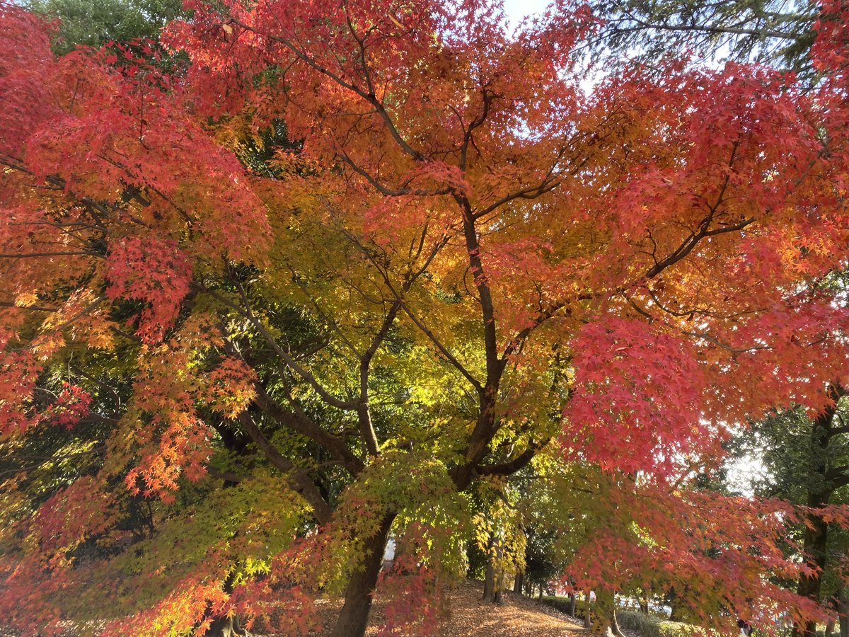 cocoapoisoning's tweet image. めちゃくちゃいい感じに紅葉してた