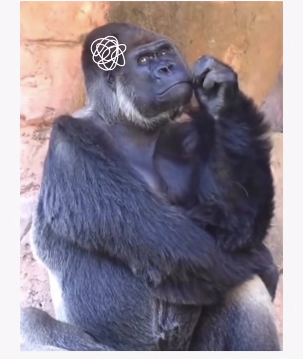 Monkey of the day tweet media