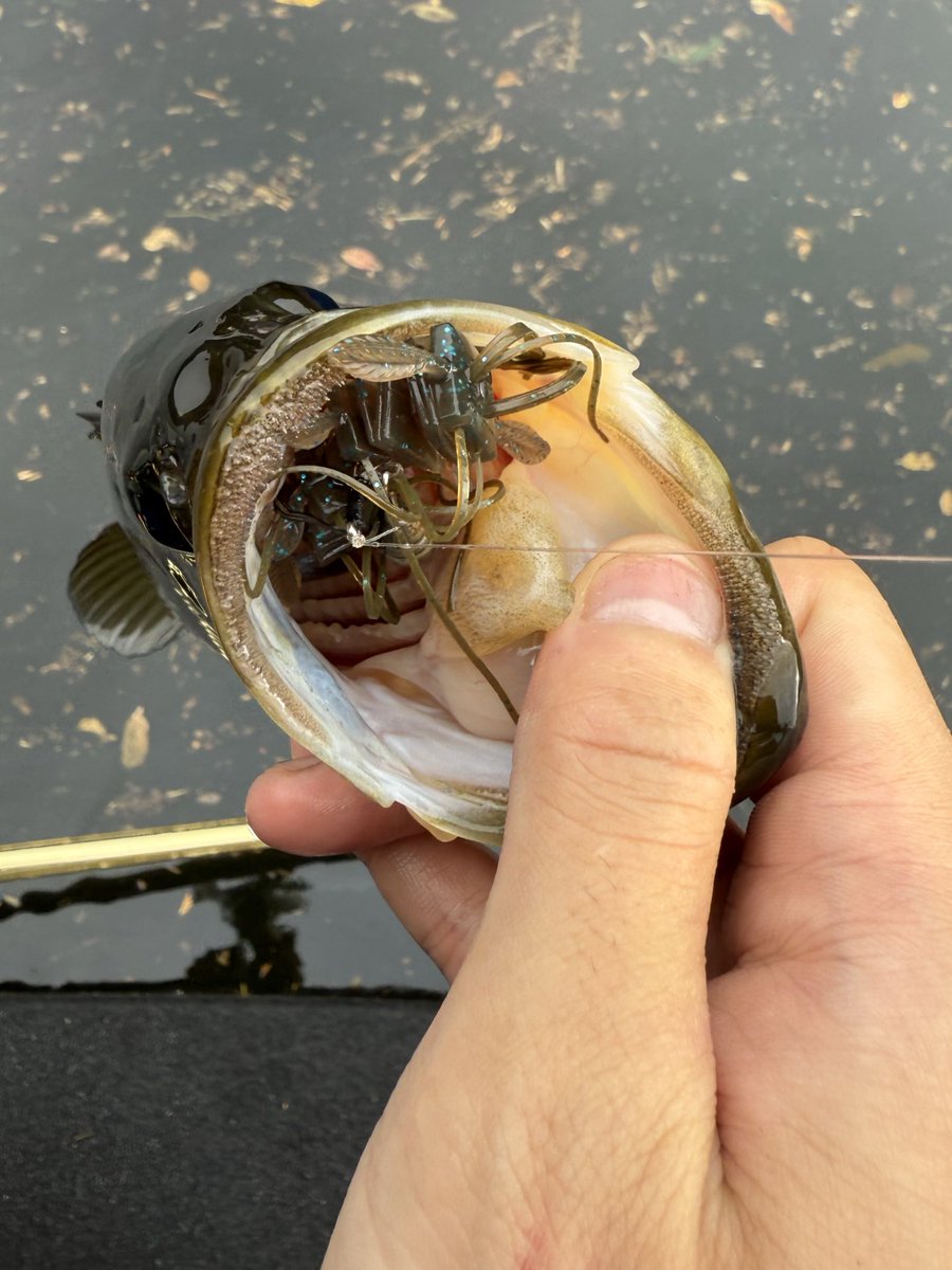 oomori_memory's tweet photo. 2025/11/23
三島湖
SPELLBOUNDCORE SCC-610H -ST
Metanium mg
SUPERIOR CO HOOK 1/0
FALL CRAW3.5 NEO
#三島湖
#SPELLBOUNDCORE https://t.co/zYfWbm8cng