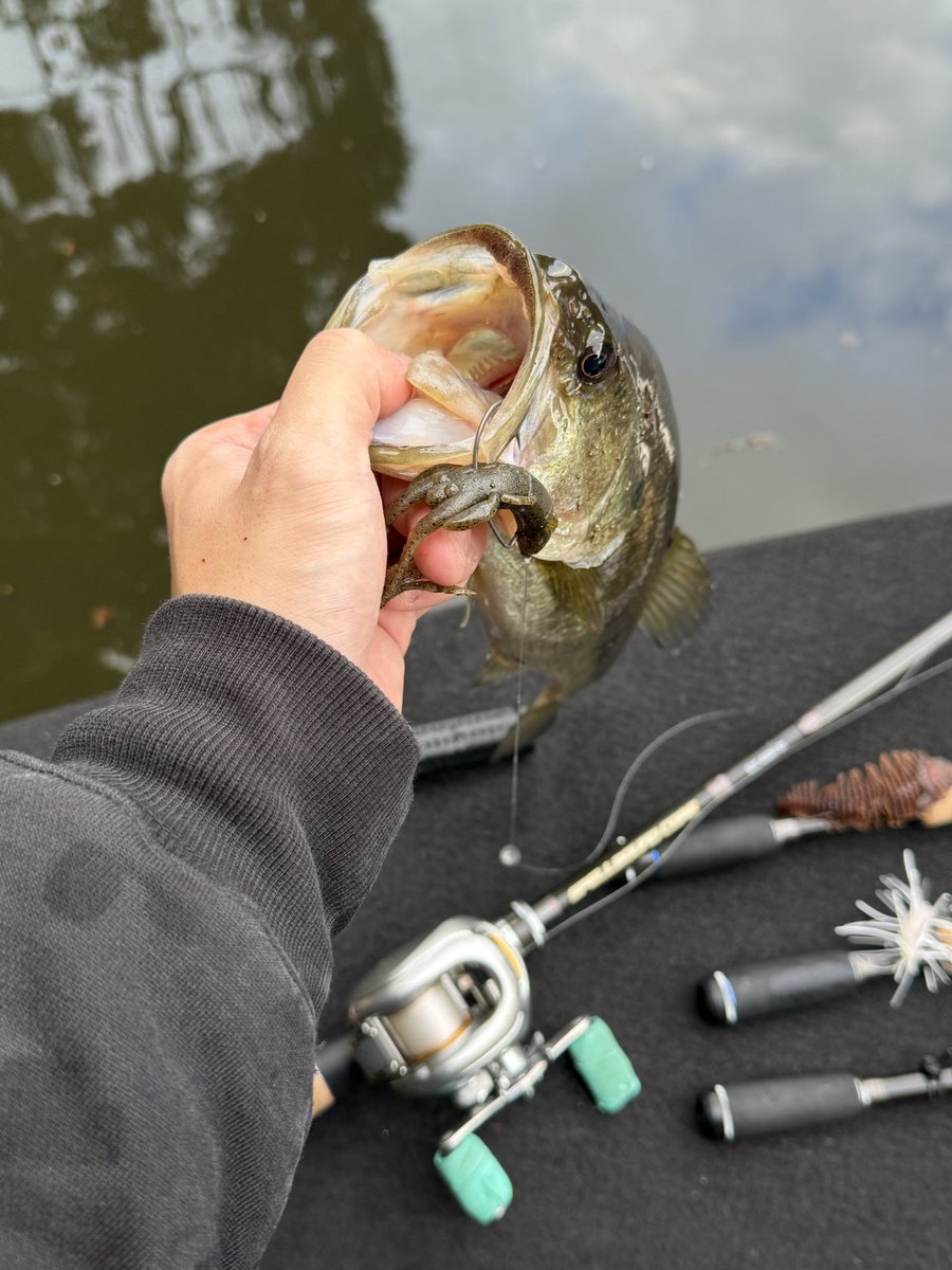 oomori_memory's tweet photo. 2025/11/23
三島湖
SPELLBOUNDCORE SCC-610H -ST
Metanium mg
SUPERIOR CO HOOK 1/0
FALL CRAW3.5 NEO
#三島湖
#SPELLBOUNDCORE https://t.co/zYfWbm8cng