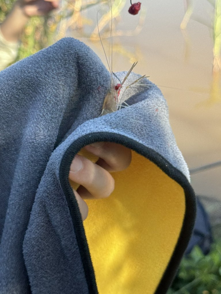 饮茶喔🍵 (@yinchaou) on Twitter photo 