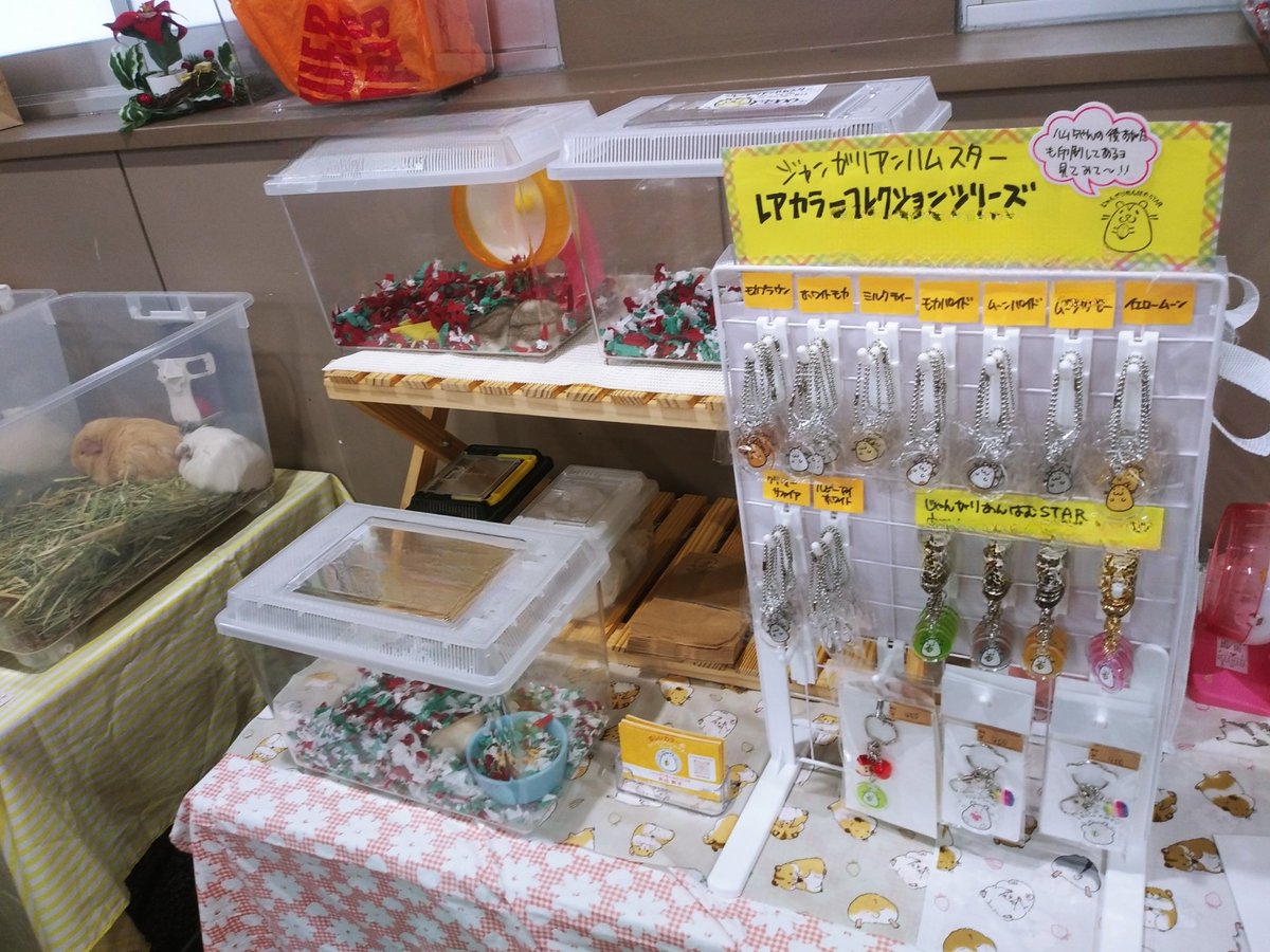 じゃんがりあんはむSTAR【ブリーダー】 (@shiromaru98) / Posts / X