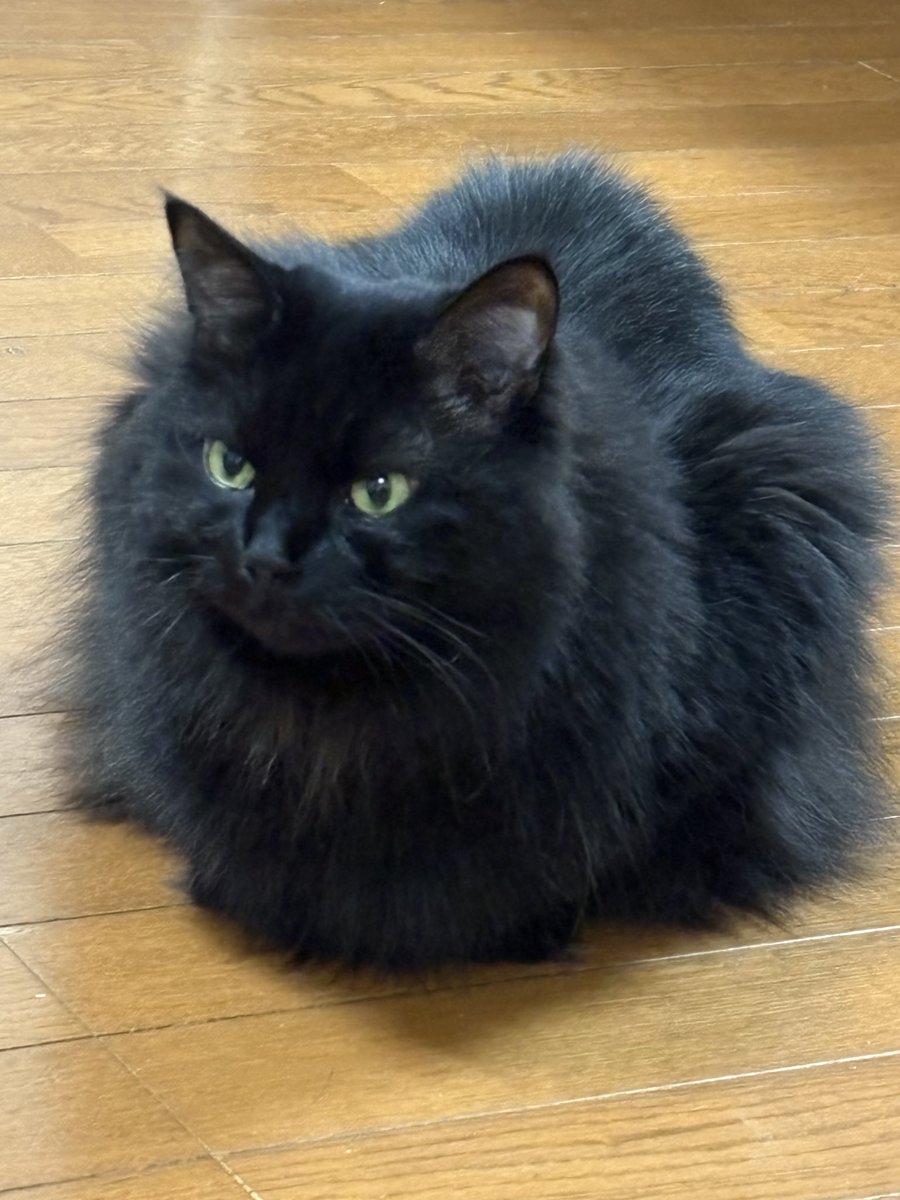 長毛黒猫全員クローン？説@ppgj (@Ppgj13Ppgj) / Posts / X