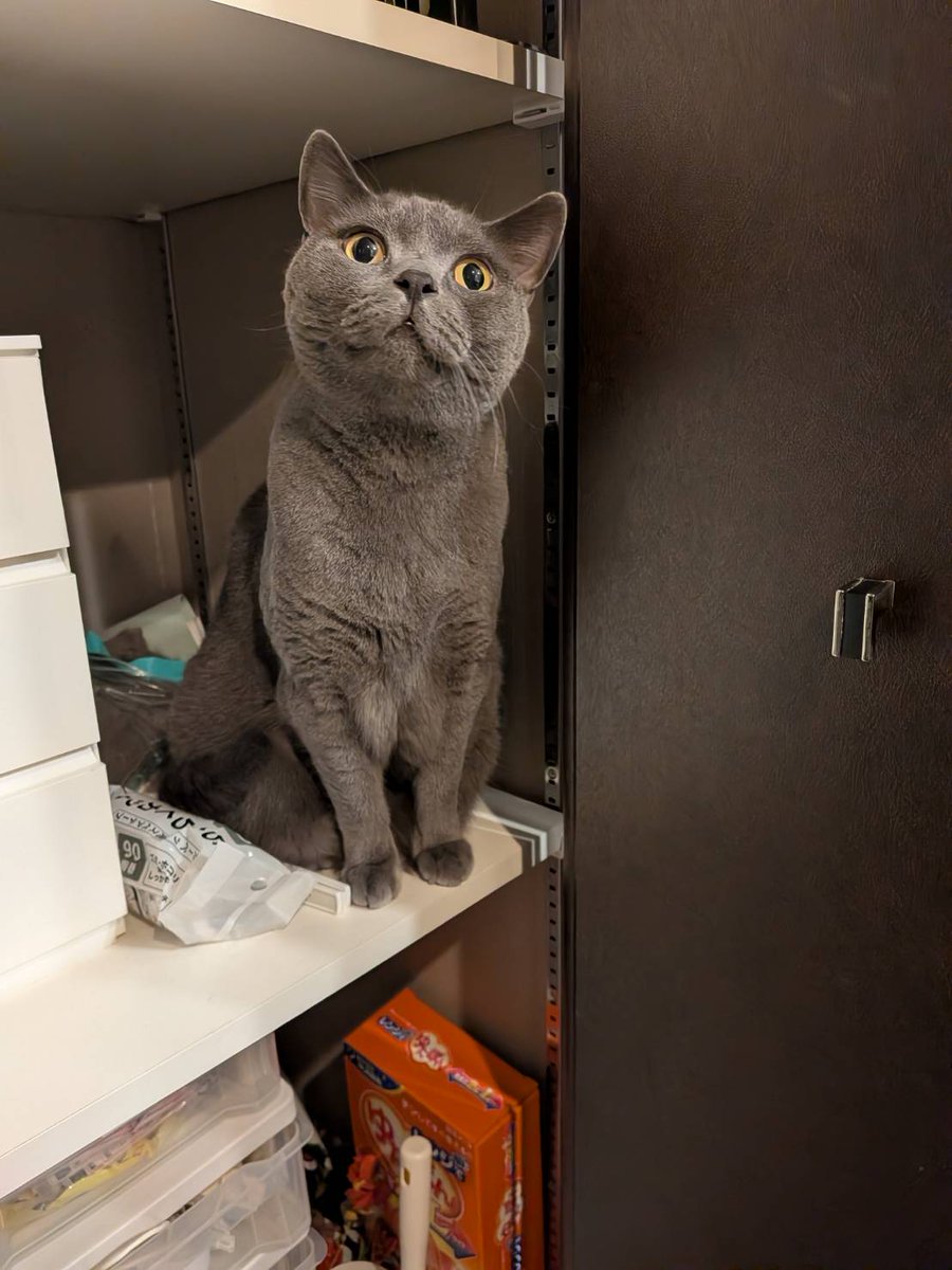 本日のログインボーナスです。
よくわかんない体勢で寝てる猫と、おやつが入ってる棚に居座る猫です。