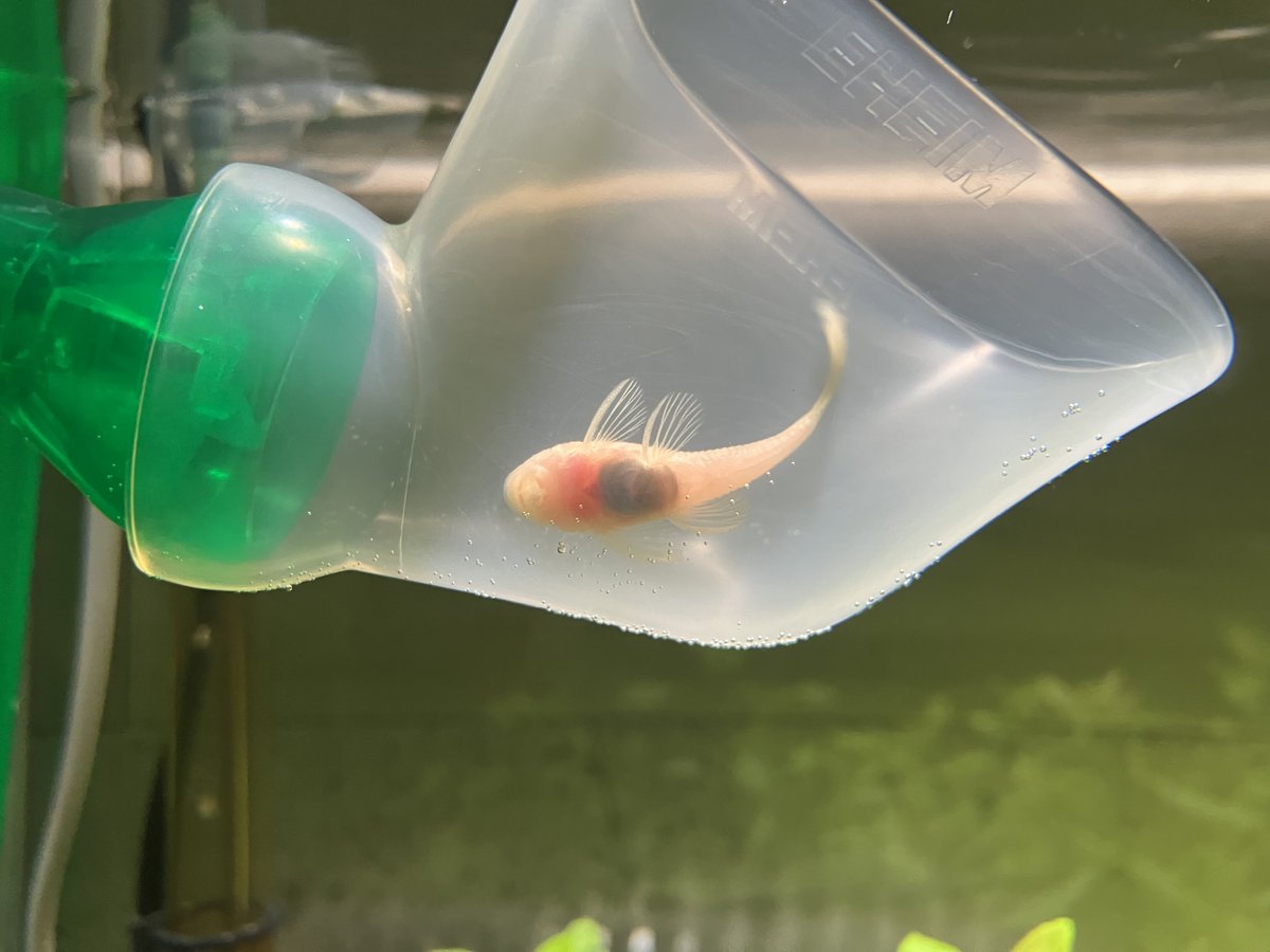 Hongonia tweet media