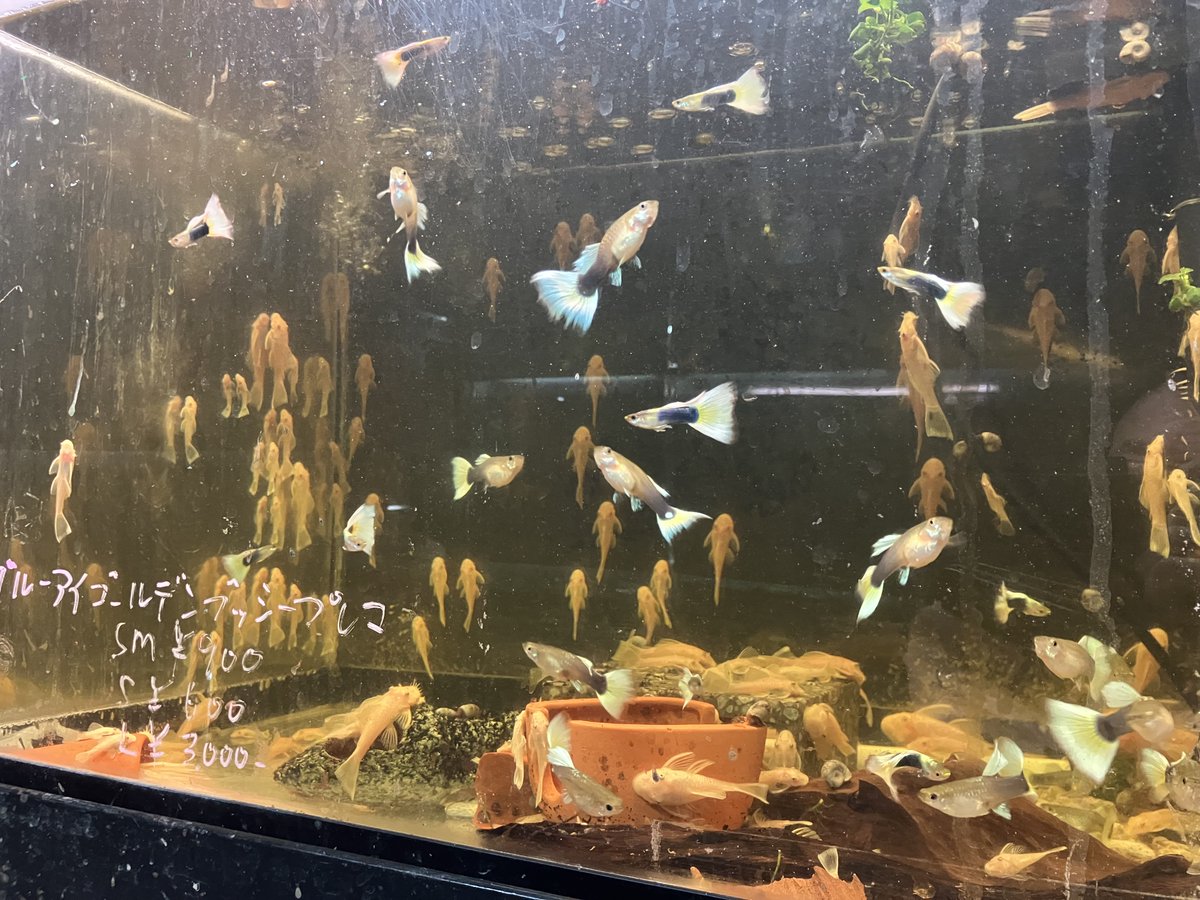 Hongonia tweet media